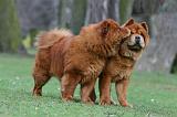CHOW CHOW 744